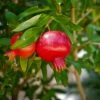Grenadier à Fruits - Punica Granatum Wonderful 2 Grenadier à Fruits - Punica Granatum Wonderful -Promesse Fleurs Boutique Punica granatum Wonderful 15213 1 1