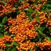 Pyracantha Orange Glow - Buisson Ardent 2 Pyracantha Orange Glow - Buisson Ardent -Promesse Fleurs Boutique Pyracantha Orange Glow 781796 1
