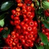 Pyracantha SAPHYR Rouge - Buisson Ardent -Promesse Fleurs Boutique Pyracantha SAPHYR Rouge 84242 1