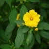 Reinwardtia Indica - Lin Jaune Arbustif -Promesse Fleurs Boutique Reinwardtia indica LD Flickr Valke 16277 FE