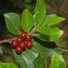 Rhamnus Alaternus - Alaterne -Promesse Fleurs Boutique Rhamnus alaternus 87333 1