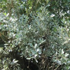 Rhamnus Alaternus Argenteovariegata