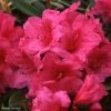 Rhododendron Anna Rose Whitney - Grand Rhododendron -Promesse Fleurs Boutique Rhododendron Anna Rose Whitney 84280 1
