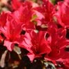 Rhododendron Elizabeth Red Foliage -Promesse Fleurs Boutique Rhododendron Elizabeth Red Foliage copyright 1001881 1