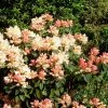 Rhododendron Golden Torch - Rhododendron Nain 1 Rhododendron Golden Torch - Rhododendron Nain -Promesse Fleurs Boutique Rhododendron Golden Torch 82778 1 1
