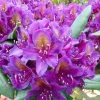 Rhododendron Marcel Ménard -Promesse Fleurs Boutique Rhododendron Marcel Menard 82913 1 2