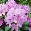Rhododendron Roseum Elegans - Grand Rhododendron. -Promesse Fleurs Boutique Rhododendron Roseum Elegans 84270 1