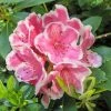 Rhododendron Hybride Janet Ward -Promesse Fleurs Boutique Rhododendron hybride Janet Ward 15355 1