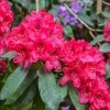 Rhododendron Hybride Lord Roberts -Promesse Fleurs Boutique Rhododendron hybride Lord Roberts 89064 1