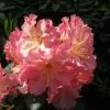 Rhododendron Hybride Naselle 2 Rhododendron Hybride Naselle -Promesse Fleurs Boutique Rhododendron hybride Naselle 15356 1