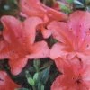 Azalée Du Japon Nakaharai Orange - Azalea Japonica -Promesse Fleurs Boutique Rhododendron nakahara Orange 781702 2