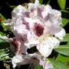 Rhododendron Sappho -Promesse Fleurs Boutique Rhododendron Sappho LD Flickr V.Martirosyan 1001942 2