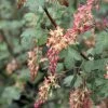 Ribes Gordonianum - Groseillier De Gordon 1 Ribes Gordonianum - Groseillier De Gordon -Promesse Fleurs Boutique Ribes x gordonianum 781951 1