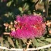 Callistemon Violaceus - Rince-bouteille 2 Callistemon Violaceus - Rince-bouteille -Promesse Fleurs Boutique Rince bouteilles Callistemon Violaceus copyright 1004221 1