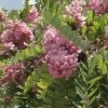 Robinia Hispida Rosea - Acacia Rose. -Promesse Fleurs Boutique Robinia hispida Rosea 84290 1