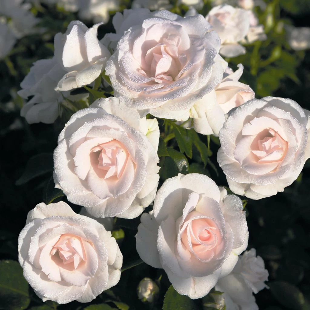 Rosier Couvre-sol Aspirin Rose 3 Rosier Couvre-sol Aspirin Rose