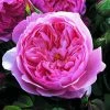 Rosier David Austin The Alnwick Rose -Promesse Fleurs Boutique Rosier David Austin The Alnwick Rose en racines nues 84568 1