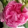 Rosier Ancien Fantin Latour 1 Rosier Ancien Fantin Latour -Promesse Fleurs Boutique Rosier Fantin Latour 82278 1