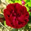 Rosier Grimpant Red Eden Rose -Promesse Fleurs Boutique Rosier Grimpant a grandes fleurs Red Eden Rose EricTabarly 71279 1