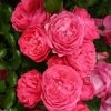 Rosier Patio Rose Moin Moin 1 Rosier Patio Rose Moin Moin -Promesse Fleurs Boutique Rosier PATIO ROSE Moin Moin 888980 1