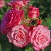 Rosier Patio Rose Xenia -Promesse Fleurs Boutique Rosier Patio Rose Xenia 16436 1