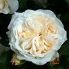 Rosa Kosmos -Promesse Fleurs Boutique Rosier a massif Kosmos IF 17115 1