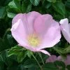 Rosier Rugosa Frau Dagmar Hastrup -Promesse Fleurs Boutique Rosier ancien Frau Dagmar Hastrup 71328 1
