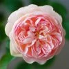 Rosier David Austin Gentle Hermione -Promesse Fleurs Boutique Rosier anglais Gentle Hermione 66538 1