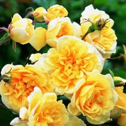 Rosier David Austin Malvern Hills