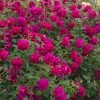 Rosier David Austin Thomas à Becket -Promesse Fleurs Boutique Rosier anglais Thomas Becket 66557 1 1