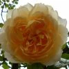 Rosier Grimpant Ginger Syllabub 2 Rosier Grimpant Ginger Syllabub -Promesse Fleurs Boutique Rosier grimpant Ginger Syllabub 82281 1
