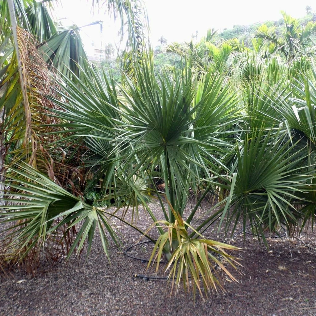 Sabal Yapa - Palmier éventail Du Yucatan 3 Sabal Yapa - Palmier éventail Du Yucatan