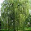 Saule Pleureur - Salix Alba Tristis -Promesse Fleurs Boutique Salix alba Tristis 781532 1