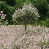 Saule Crevette - Salix Integra Flamingo 1 Saule Crevette - Salix Integra Flamingo -Promesse Fleurs Boutique Salix integra Flamingo copyright Plantipp D.Slingerland 1002092 P
