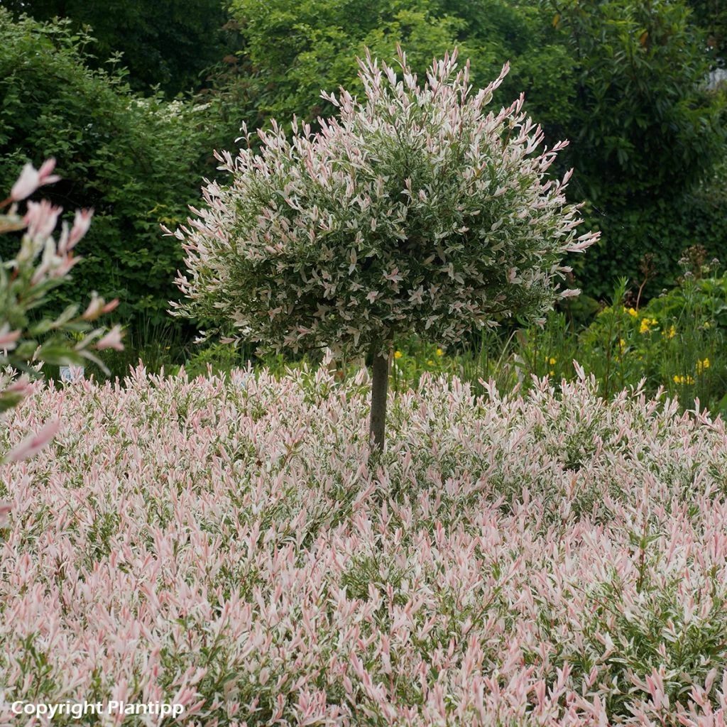 Saule Crevette - Salix Integra Flamingo 3 Saule Crevette - Salix Integra Flamingo