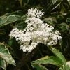 Sureau Noir - Sambucus Nigra Madonna -Promesse Fleurs Boutique Sambucus nigra Madonna 7969 1