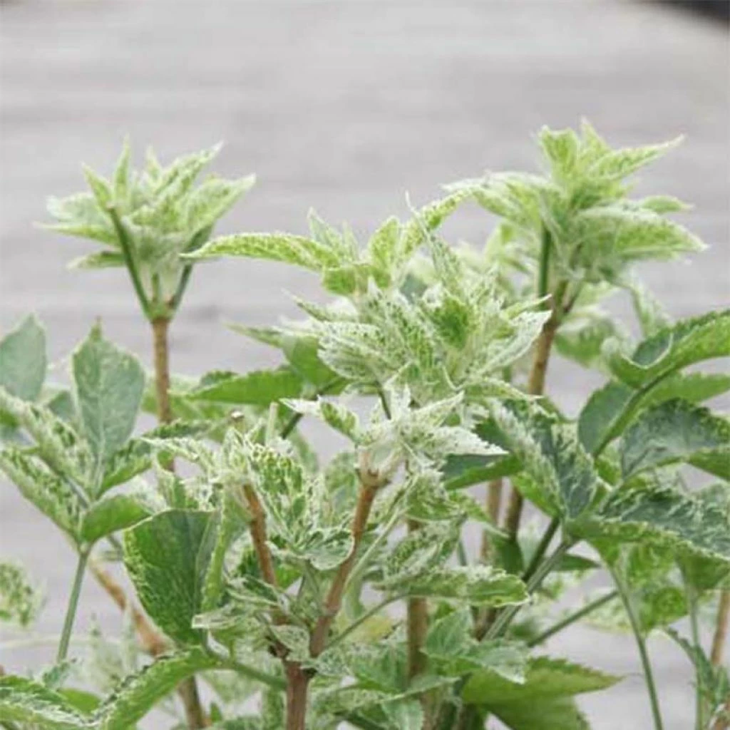 Sureau Noir - Sambucus Nigra Pulverulenta 3 Sureau Noir - Sambucus Nigra Pulverulenta