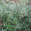 Sarcococca Hookeriana Digyna 2 Sarcococca Hookeriana Digyna -Promesse Fleurs Boutique Sarcoccoca hookeriana var digyna 7505 1