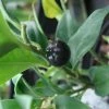 Sarcococca Confusa 1 Sarcococca Confusa -Promesse Fleurs Boutique Sarcococca confusa 7964 1