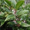 Sarcococca Orientalis - Sarcocoque D'Orient -Promesse Fleurs Boutique Sarcococca orientalis 82225 1