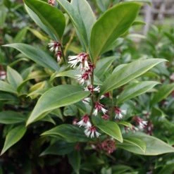 Sarcococca Orientalis - Sarcocoque D'Orient