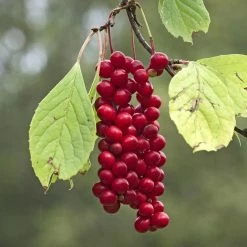 Schisandra Chinensis Sadova N°1 - Baie Aux 5 Saveurs Autofertile