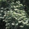 Schizophragma Fauriei -Promesse Fleurs Boutique Schizophragma fauriei 0810002 1