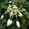 Schizophragma Hydrangeoides Windmills 1 Schizophragma Hydrangeoides Windmills -Promesse Fleurs Boutique Schizophragma hydrangeoides Windmills 83534 1