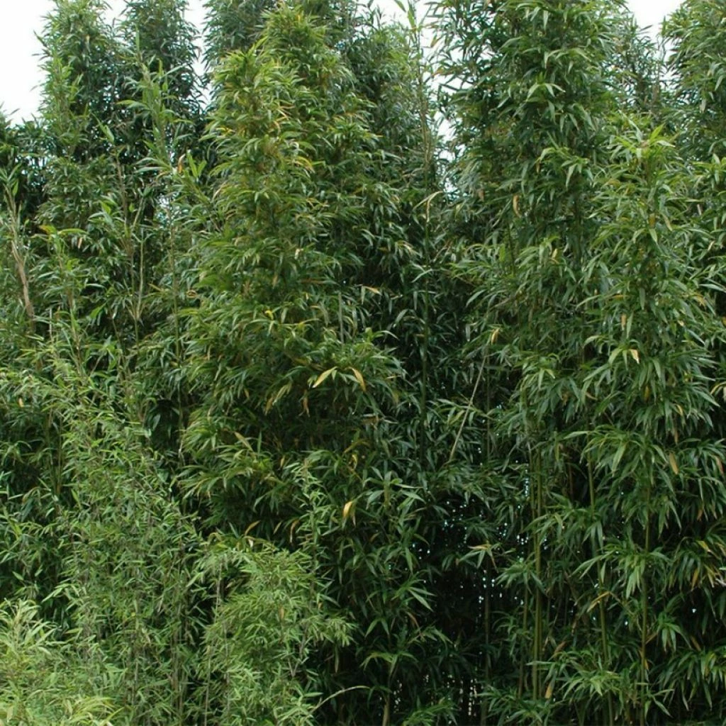 Semiarundinaria Fastuosa Viridis - Bambou 3 Semiarundinaria Fastuosa Viridis - Bambou