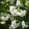Seringat Minnesota Snowflake - Philadelphus Virginalis 2 Seringat Minnesota Snowflake - Philadelphus Virginalis -Promesse Fleurs Boutique Seringat Minnesota Snowflake Philadelphus virginalis copyright 1007542 2