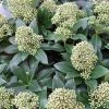 Skimmia Japonica Fragrant Cloud -Promesse Fleurs Boutique Skimmia japonica Fragrant Cloud 87344 1