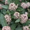 Skimmia Japonica Godrie's Dwarf - Skimmia Du Japon Nain