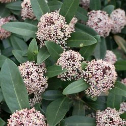 Skimmia Japonica Godrie's Dwarf - Skimmia Du Japon Nain