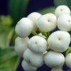 Skimmia Japonica Kew White -Promesse Fleurs Boutique Skimmia japonica Kew White 87346 1